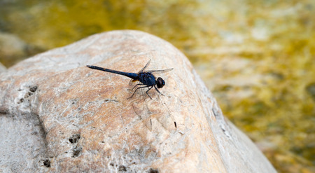dragonfly at the hot spring in Thaweesin Chiang Rai