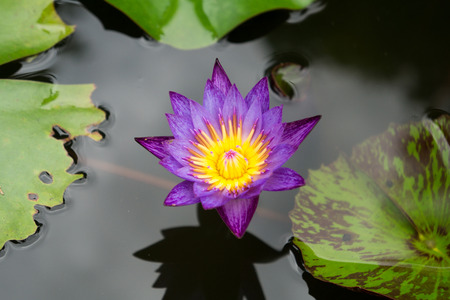 water lily in a garden in Yungkhao