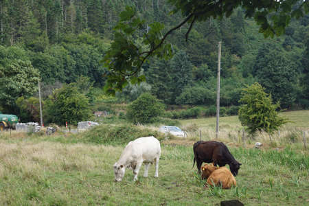 Cows on Ireland's pastures.Ireland is full of beautiful landscapes where ever you look. The beauty...