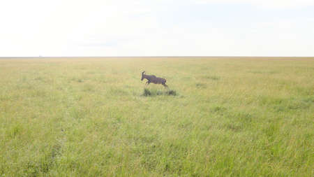 Springbok  in jump while safari in the Serengeti national park, Tanzania, Africa. Flat landscape.の写真素材