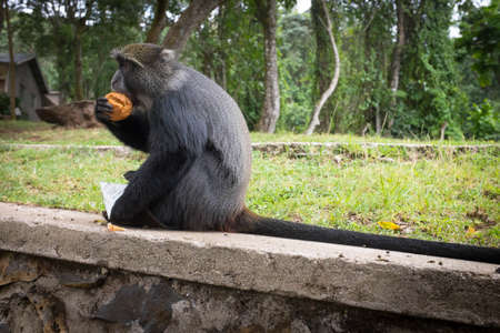 Blue monkey eats a muffin and holds a juice near Machame Gate, Tanzaniaの写真素材