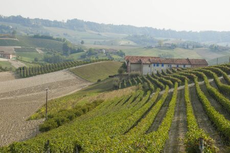This photo Represents a view of a countryside of Langhe in Piedmont, in a fall day, full of grape...