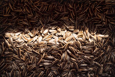 sunflower seed texture with a sun ray in the middleの写真素材