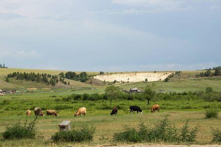 colorful cows grazing in the green meadowの写真素材