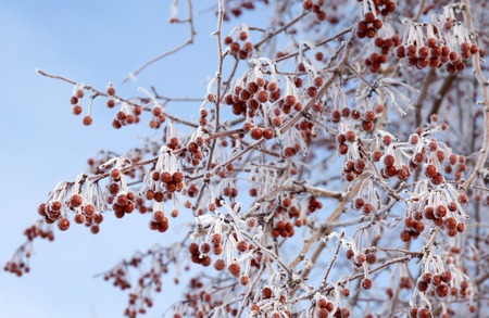 Red berries in the frost. Winter landscapesの写真素材