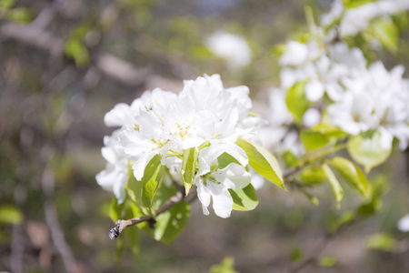Beautiful flowering apple trees. Background with blooming flowers in spring day. Selective focus and bokeh. White apple flowers tree.の写真素材