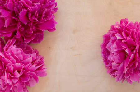 Pink peony flowers on wooden background. Peonies mockupの写真素材