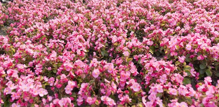 Pink summer flower fields. Floral blur background.の写真素材