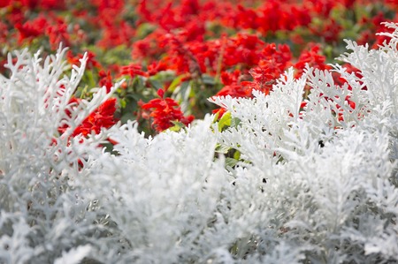 Cineraria maritima silver dust. Soft Focus Dusty Miller Plant. Background Texture.の写真素材