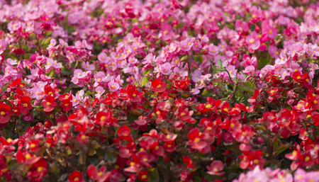 Pink and red summer flower fields. Floral blur background.の写真素材
