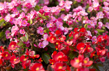 Pink and red summer flower fields. Floral blur background.の写真素材