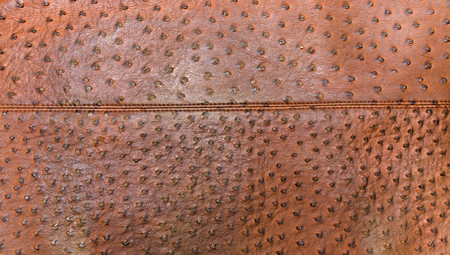 Genuine leather textured of ostrich skin with seamの写真素材