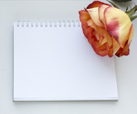 Notebook mock up for artwork with red and yellow rose. Top view. Place for text. Fresh flowerの写真素材