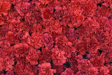 Red carnation flowers background. Blossom texture. Summer patternの写真素材