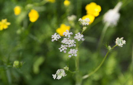 Achillea millefolium. Pink yarrow. Wildflowers on blur green background.の写真素材