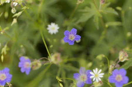 Summer blue wild flower on green blur backgroundの写真素材