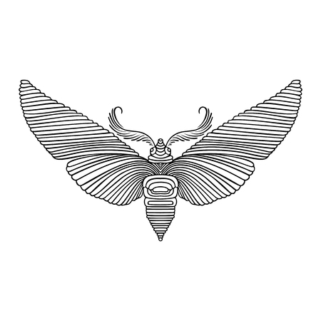 Night butterfly adult coloring book. Vector illustration. Anti-stress coloring. Zentangle style. Black and white sketch. Vector illustrationのイラスト素材