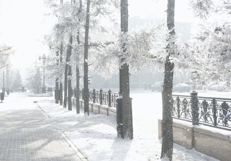 Winter snowy landscape. Frosty trees in a city park.の写真素材