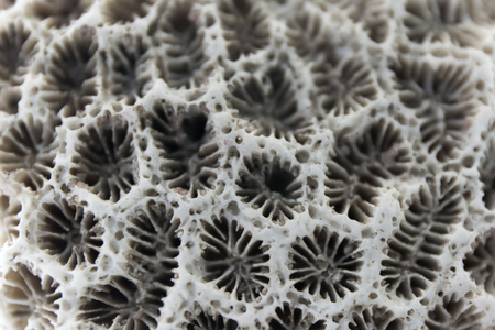 Macro coral surface. Close up sea texture. Natural background.の写真素材