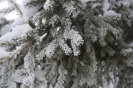Snow-cowered fir branches. Winter blur background. Frost tree