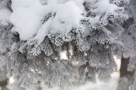 Snow-cowered fir branches. Winter blur background. Frost treeの写真素材