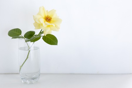 Yellow wild rose in glass vase on white background.の写真素材