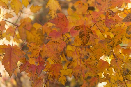 Colorful autumn leaves background.