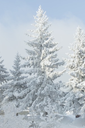 A snowy fir tree. Winter frost tree.の写真素材