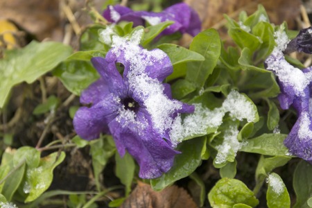 Violet flowers under the snow. Snow covered purple petunia.の写真素材