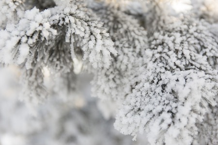 Snow-cowered fir branches. Winter blur background. Frost treeの写真素材