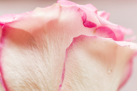 Soft floral pink abstract background. Macro blur flower. Pink rose.の写真素材