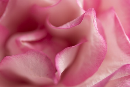Soft floral pink abstract background. Macro blur flower. Pink roseの写真素材