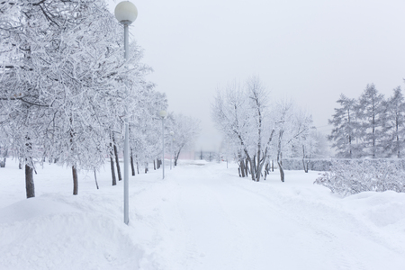 Snow covered fir trees. Winter frost forest. Cold december moning in the park.の写真素材