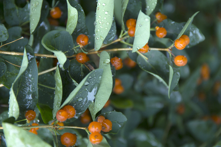 Orange closeup berries. Wolfberry bush with dew drops. Fresh green blurred background.
