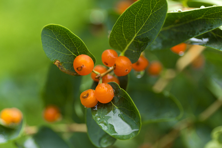 Orange closeup berries. Wolfberry bush with dew drops. Fresh green blurred background.の写真素材