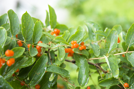 Orange closeup berries. Wolfberry bush with dew drops. Fresh green blurred background.