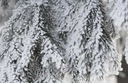 Snow-cowered fir branches. Winter blur background. Frost tree