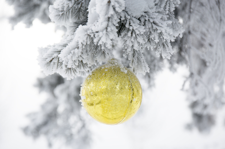 Christmas ball on frosty fir tree branches. Winter blur backgroundの写真素材