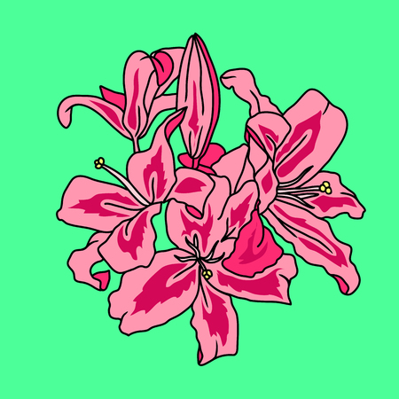 Pink lily flowers digital sketch isolated on green background. Vector flower illustration.の写真素材