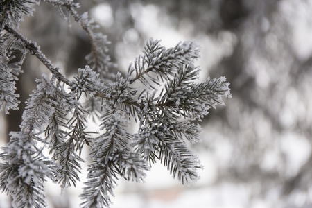 Snow-cowered fir branches. Winter blur background. Frost treeの写真素材
