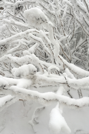 Winter frost branches snow and ice covered. Winter backgroundの写真素材