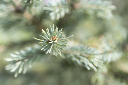 Macro blue spuces branch on blur background. Defocused close up fir.の写真素材