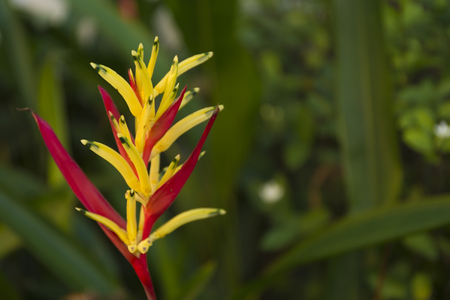 Heliconia macro blur background. Close up defocused flower.の写真素材