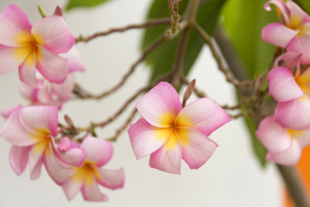 Tropical pink frangipani flowers on green leaves background. Close up plumeria tree.の写真素材