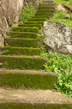 Old staircase overgrown with moss in the jungle.の写真素材