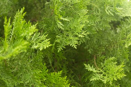 Green thuja branches with needles. Nature Christmas background. Evergreen coniferous tree.