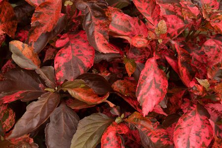 Red foliage plant. Tropic leaves background.