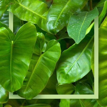 Green tropic big leaves background. Green frame.