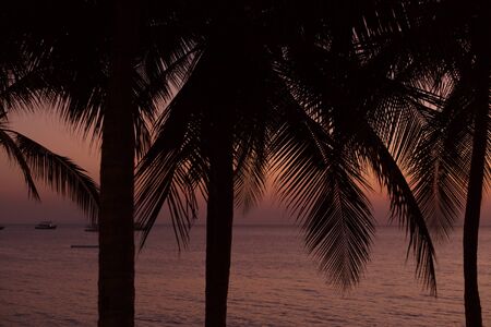 Palm trees silhouette on sunset background at the sea. Tropical evening.の写真素材