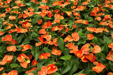 Fild of of red Anthurium. Flowers background.